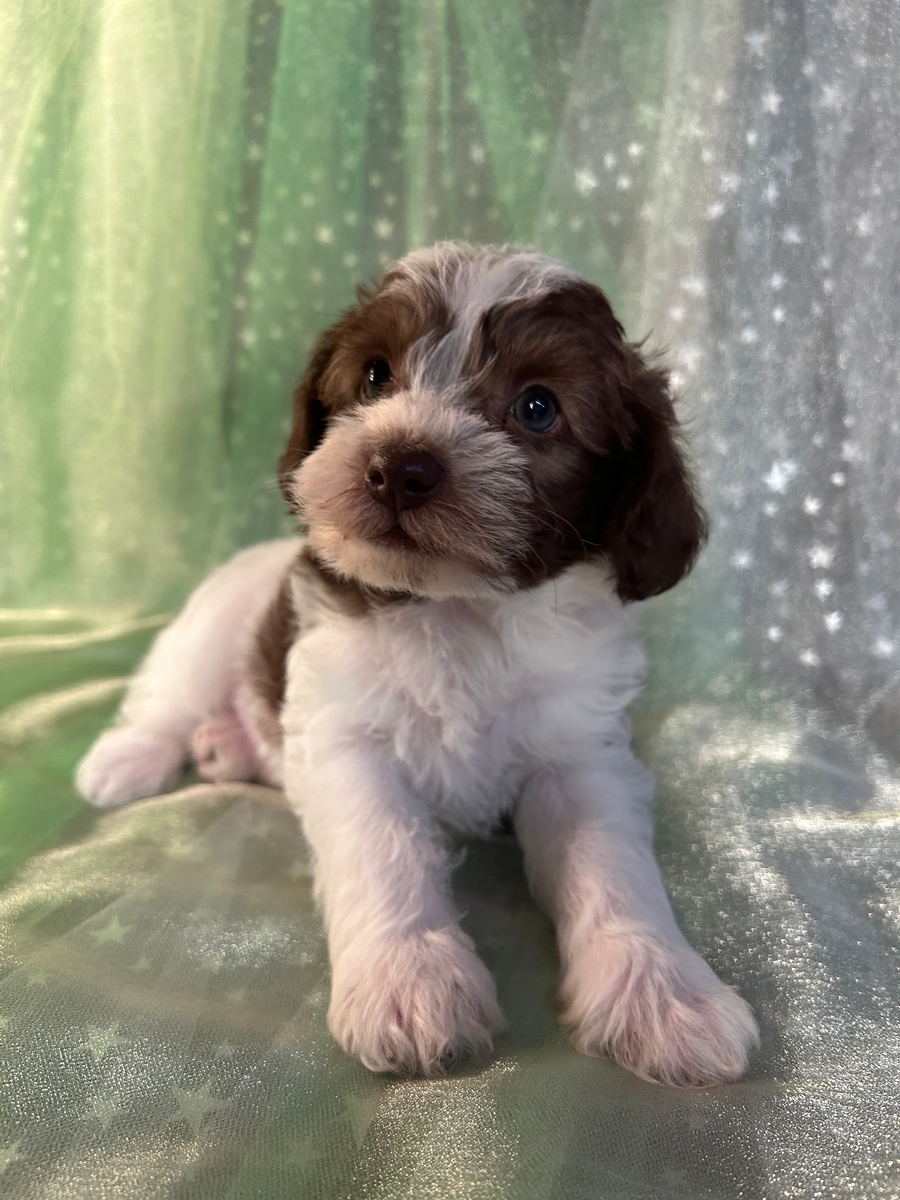 Chocolate Mini Schnoodle, White Markings, F1, DOB 6-4-2024 $1200